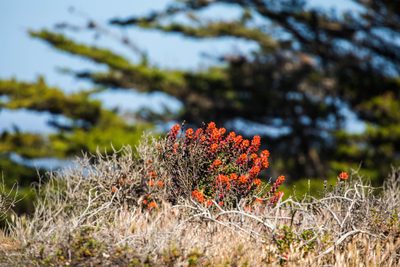 Castilleja latifolia, photographed by Melissa McMasters