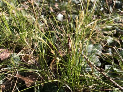 Carex alba, photographed by Jason Grant