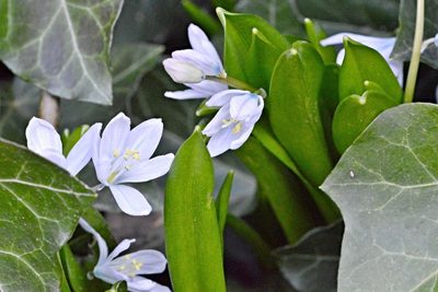 Scilla mischtschenkoana, photographed by Petr Harant