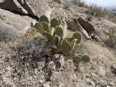 Opuntia engelmannii, photographed by CK2AZ