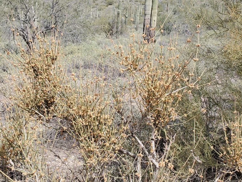 Ephedra aspera, photographed by Samuel A Schmid, PhD, PWS
