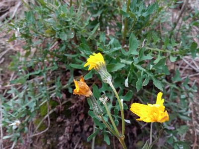Sonchus tenerrimus, photographed by Josep Gesti