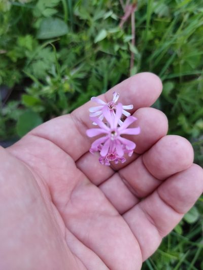 Silene bellidifolia, photographed by Ivo Rosa