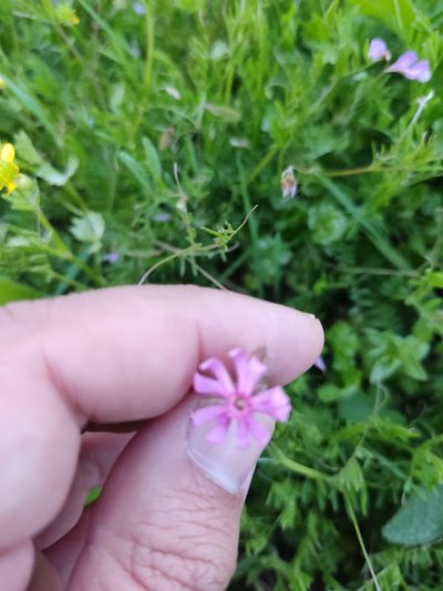 Silene bellidifolia, photographed by Ivo Rosa