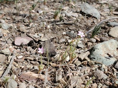 Gilia stellata