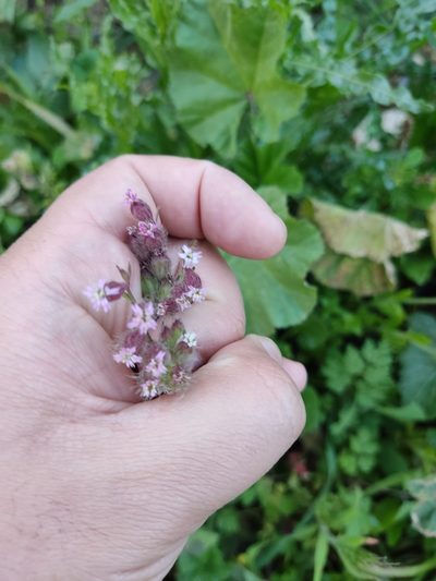 Silene disticha, photographed by Ivo Rosa