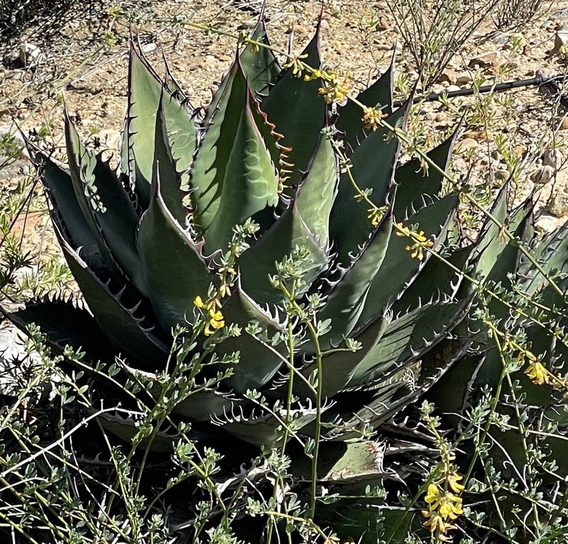 Agave shawii, photographed by Henrik Kibak
