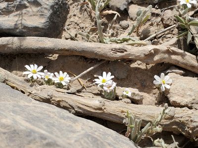 Monoptilon bellioides, photographed by Samuel A Schmid, PhD, PWS