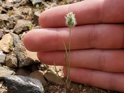 Plantago patagonica, photographed by Samuel A Schmid, PhD, PWS