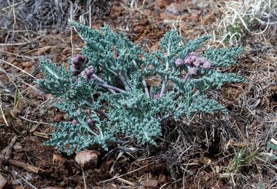 Vesper multinervatus, photographed by Andrew Tree