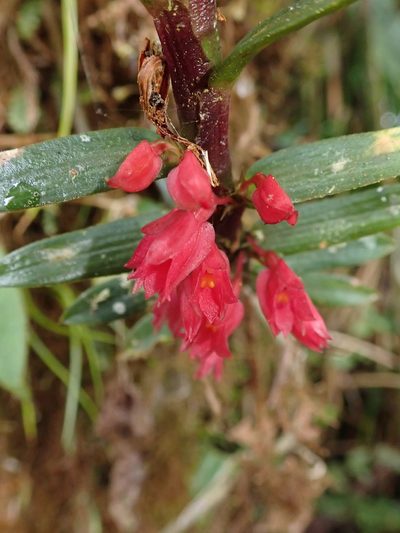Fernandezia sanguinea, photographed by Nolan Exe