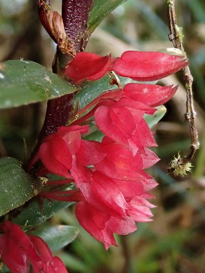 Fernandezia sanguinea, photographed by Nolan Exe