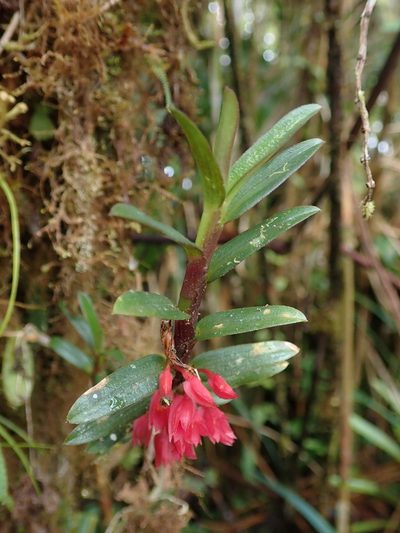 Fernandezia sanguinea, photographed by Nolan Exe