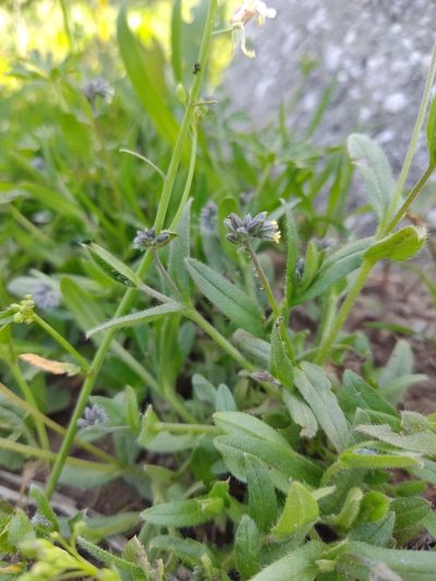 Myosotis persoonii, photographed by Carminda Santos
