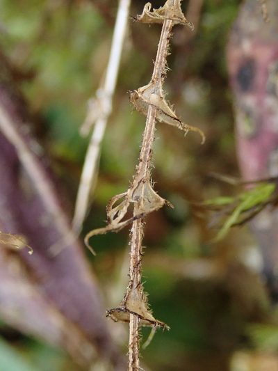 Lepanthes transparens, photographed by Nolan Exe