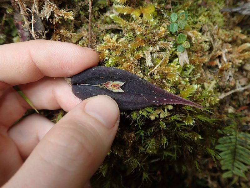 Lepanthes transparens, photographed by Nolan Exe
