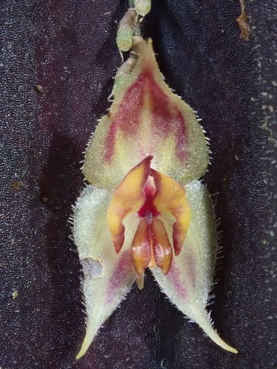 Lepanthes transparens, photographed by Nolan Exe