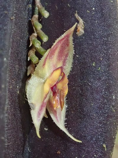 Lepanthes transparens, photographed by Nolan Exe