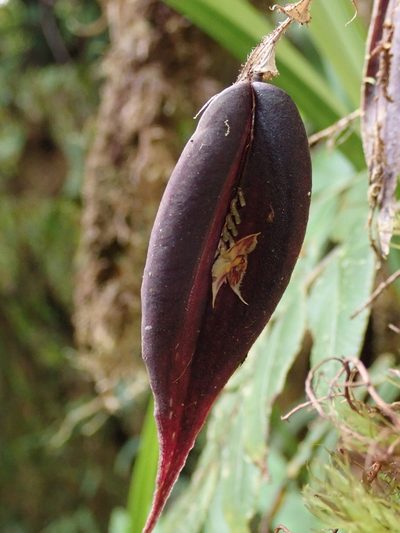 Lepanthes transparens, photographed by Nolan Exe