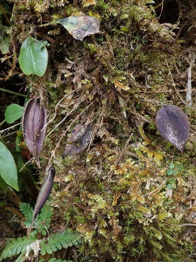 Lepanthes transparens, photographed by Nolan Exe
