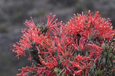 Tristerix verticillatus, photographed by Hugo Hulsberg