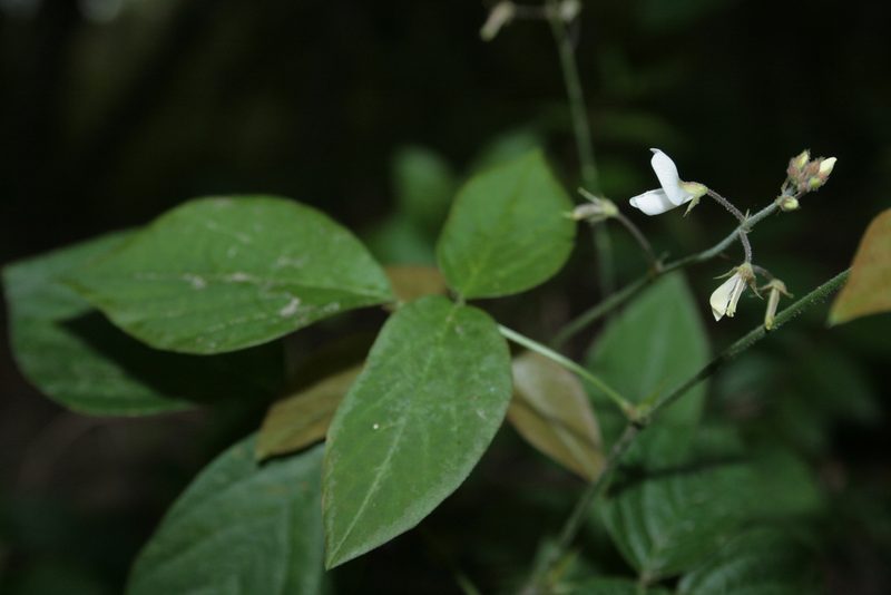 Desmodium affine, photographed by Patricio Cowper Coles