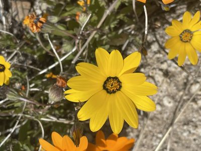 Dimorphotheca sinuata, photographed by Jim Riley