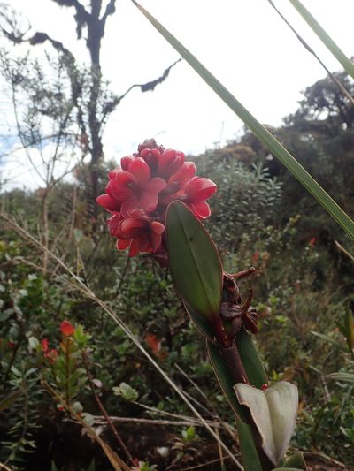 Epidendrum ariasii, photographed by Nolan Exe