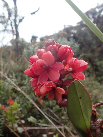 Epidendrum ariasii, photographed by Nolan Exe