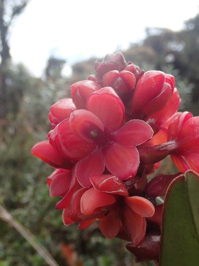 Epidendrum ariasii, photographed by Nolan Exe