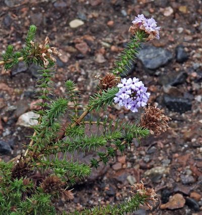 Junellia juniperina, photographed by Hugo Hulsberg