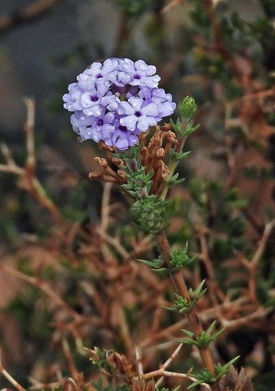Junellia juniperina, photographed by Hugo Hulsberg
