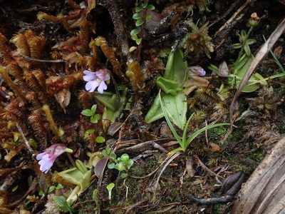 Pinguicula calyptrata, photographed by Nolan Exe
