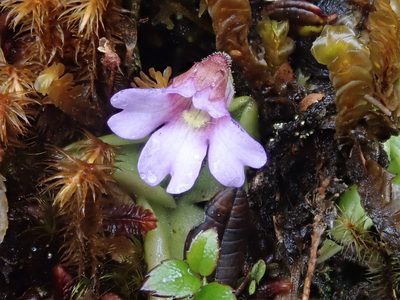 Pinguicula calyptrata, photographed by Nolan Exe
