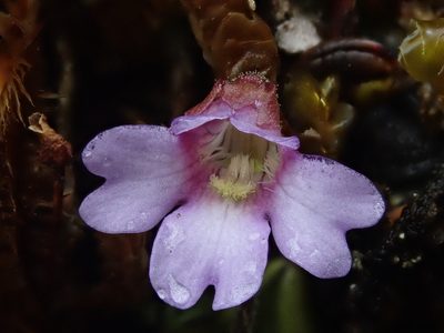 Pinguicula calyptrata, photographed by Nolan Exe