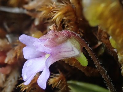Pinguicula calyptrata, photographed by Nolan Exe