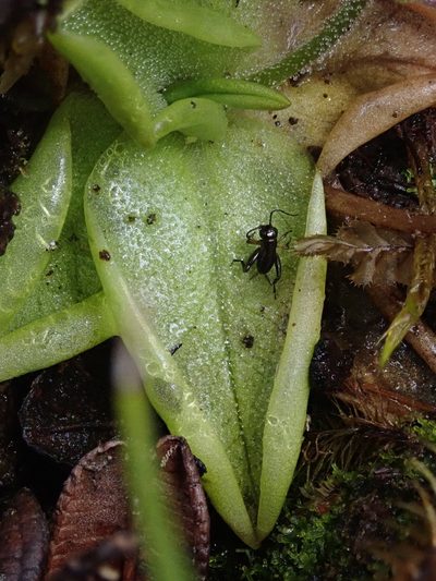 Pinguicula calyptrata, photographed by Nolan Exe