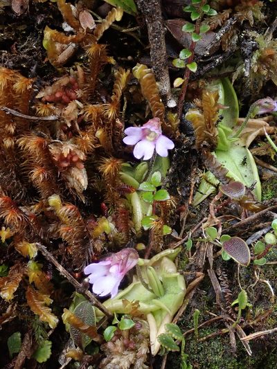 Pinguicula calyptrata, photographed by Nolan Exe