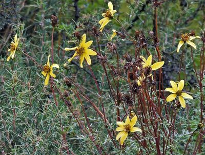 Bidens andicola, photographed by Hugo Hulsberg