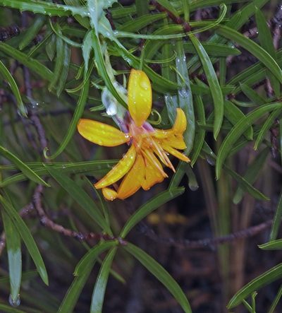 Mutisia subspinosa, photographed by Hugo Hulsberg