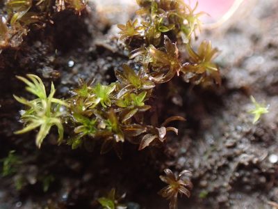 Tortula bolanderi, photographed by Randal