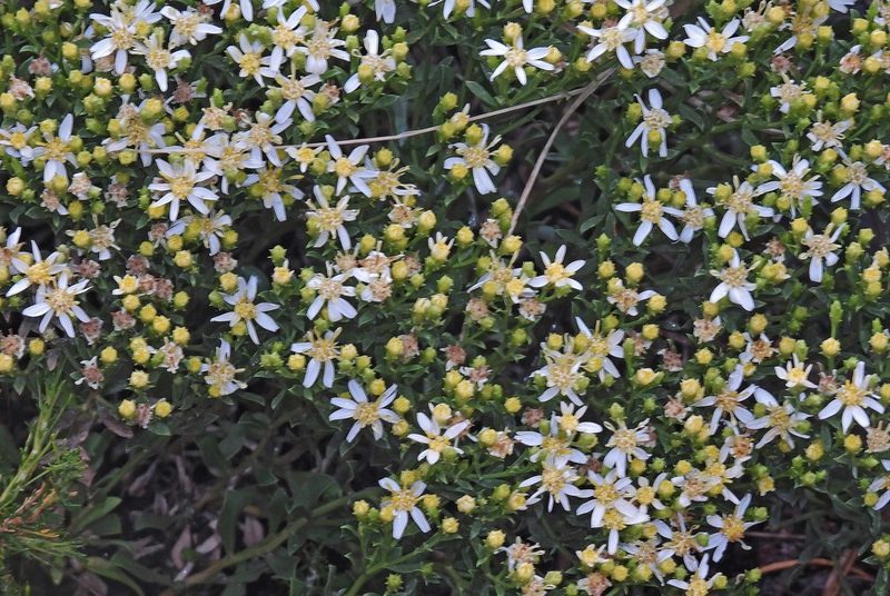 Gutierrezia solbrigii, photographed by Hugo Hulsberg