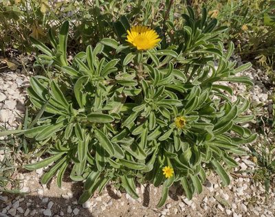 Pallenis maritima, photographed by Daniel Cahen