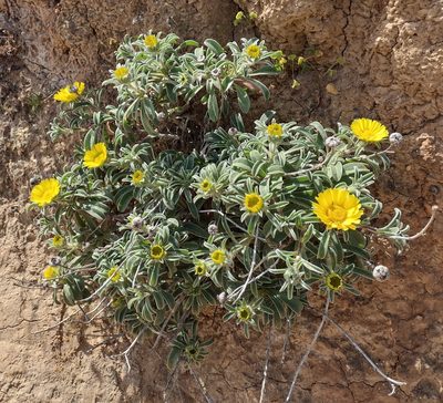 Pallenis maritima, photographed by Daniel Cahen