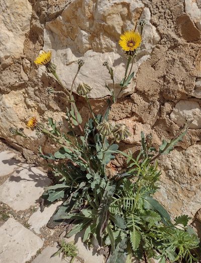 Reichardia gaditana, photographed by Daniel Cahen
