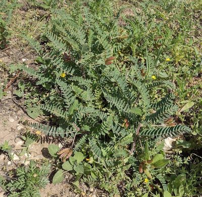 Astragalus boeticus, photographed by Daniel Cahen