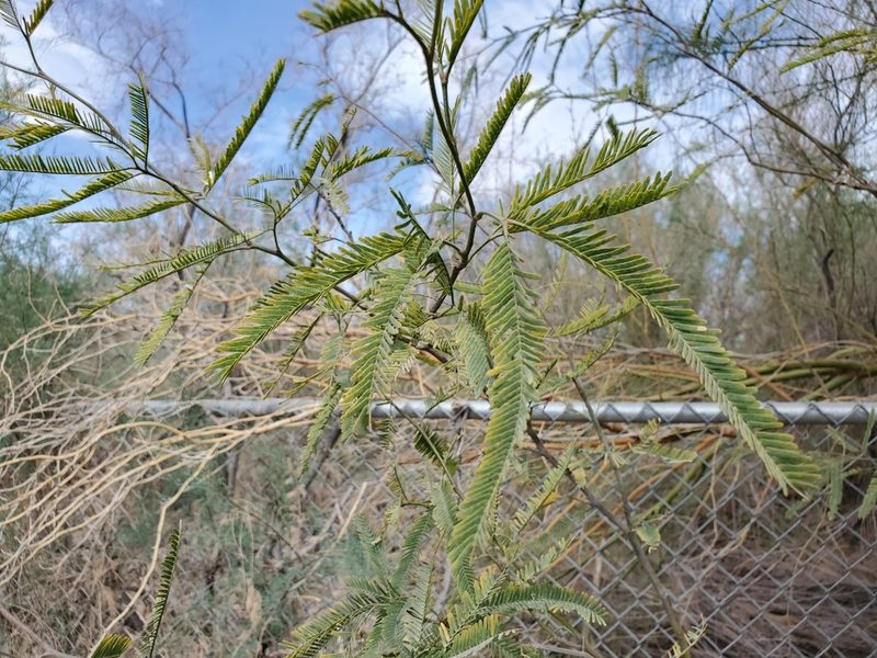 Neltuma chilensis, photographed by Bob Miller