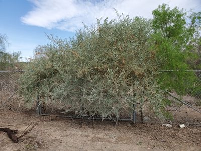 Atriplex lentiformis, photographed by Bob Miller