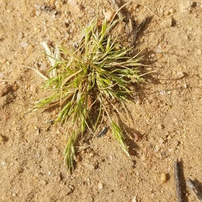 Schismus barbatus, photographed by James C. Davis