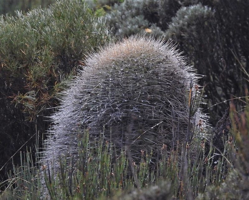 Soehrensia formosa, photographed by Hugo Hulsberg